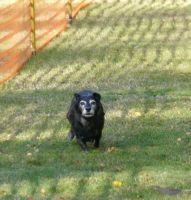 hunderennen020 91  