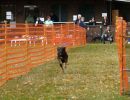 hunderennen 2021
