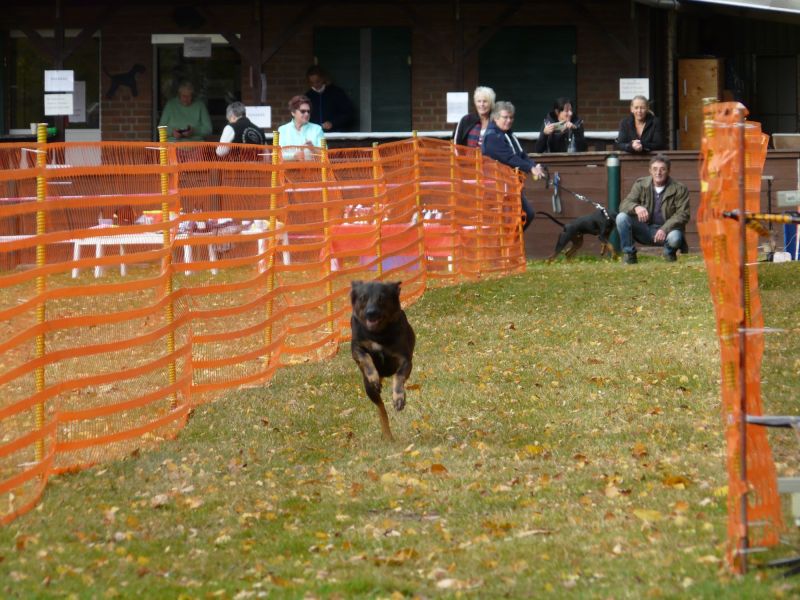 hunderennen 2021
