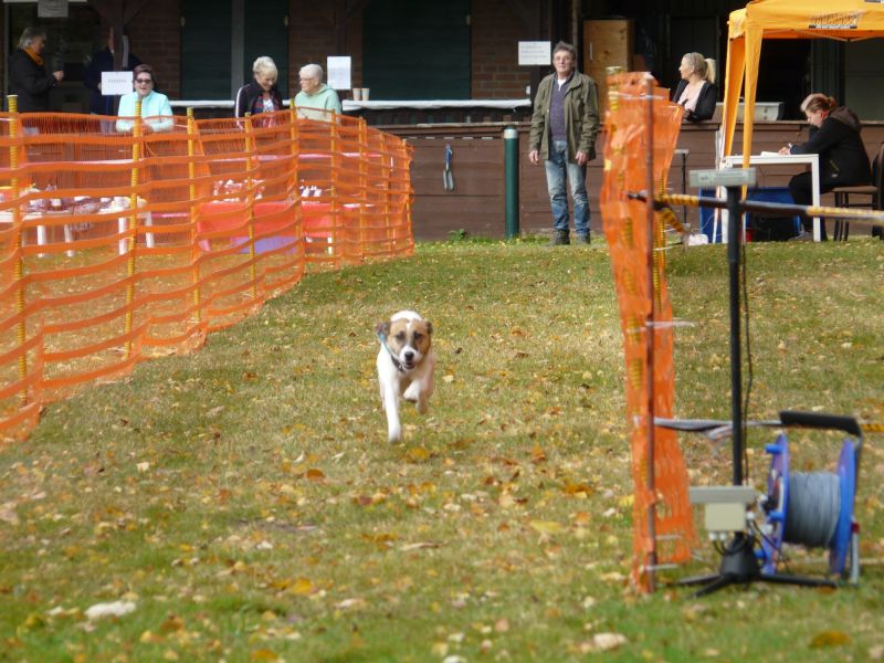 hunderennen 2021