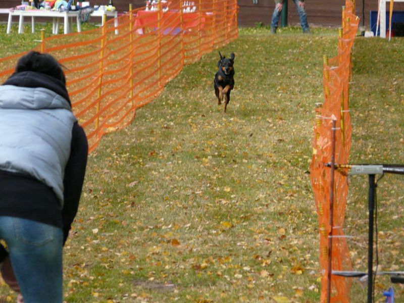 hunderennen 2021