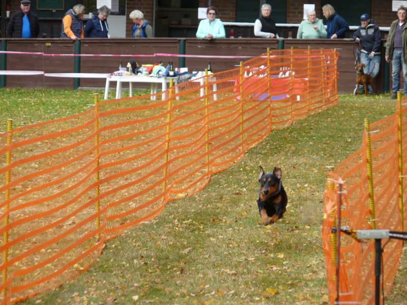 hunderennen 2021