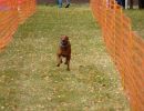 hunderennen 2021