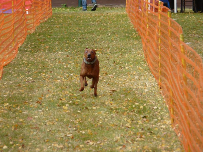 hunderennen 2021