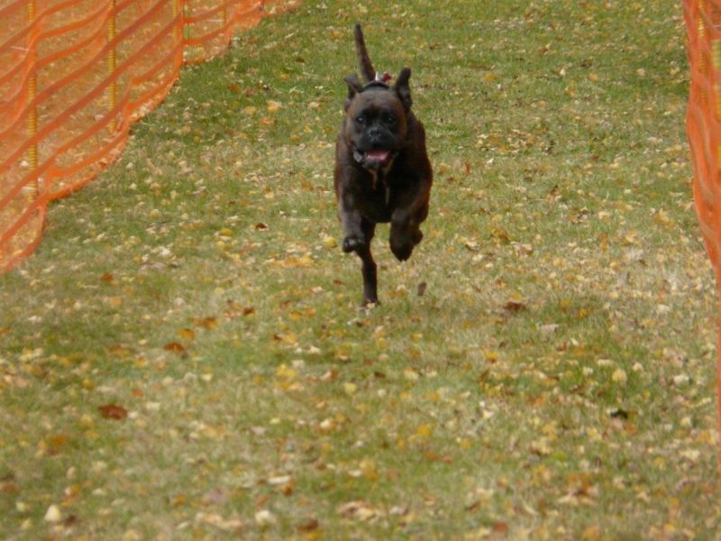 hunderennen 2021