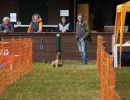 hunderennen 2021