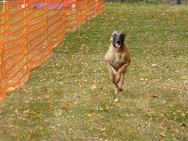 hunderennen 2021