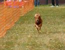 hunderennen 2021
