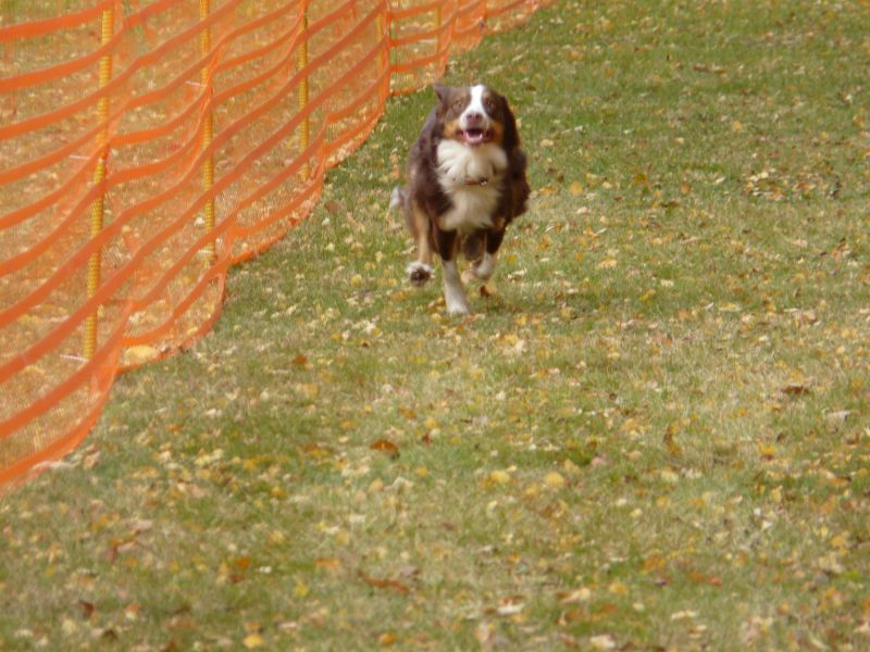 hunderennen 2021