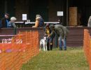 hunderennen 2021