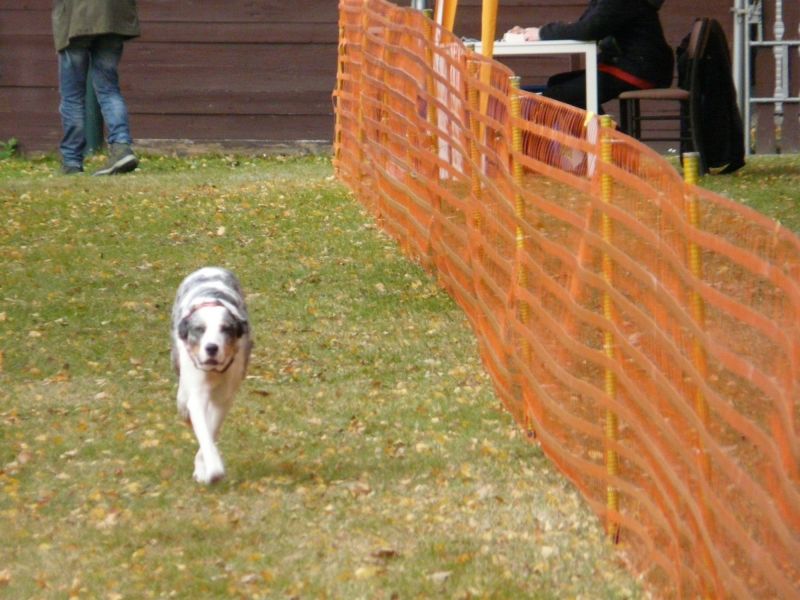 hunderennen 2021