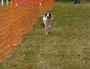 hunderennen 2021