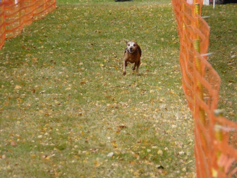 hunderennen 2021