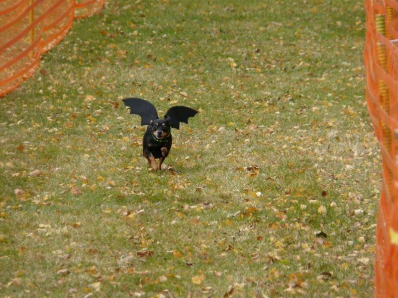 hunderennen 2021