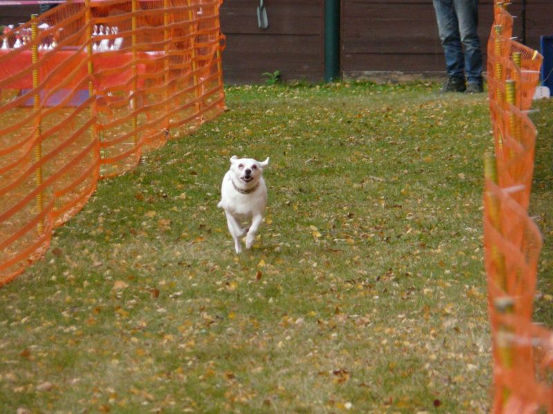 hunderennen 2021
