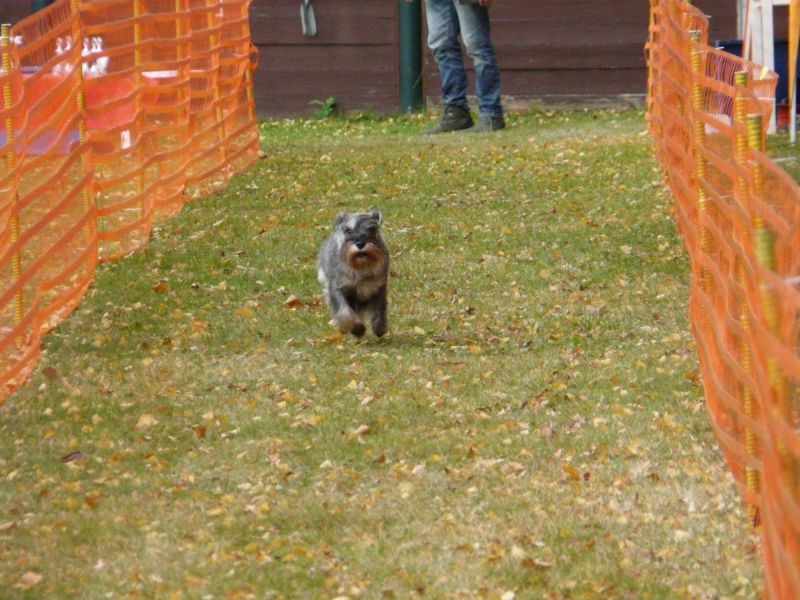hunderennen 2021