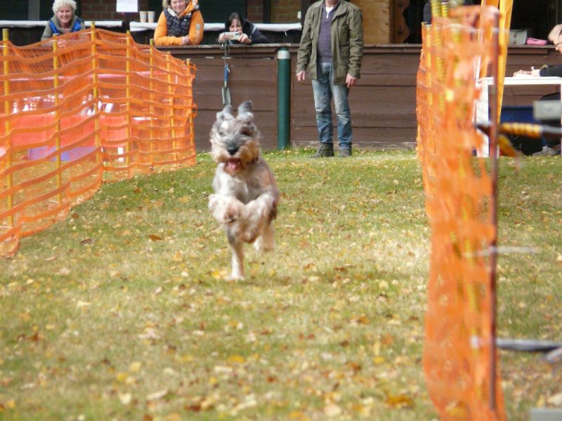 hunderennen 2021