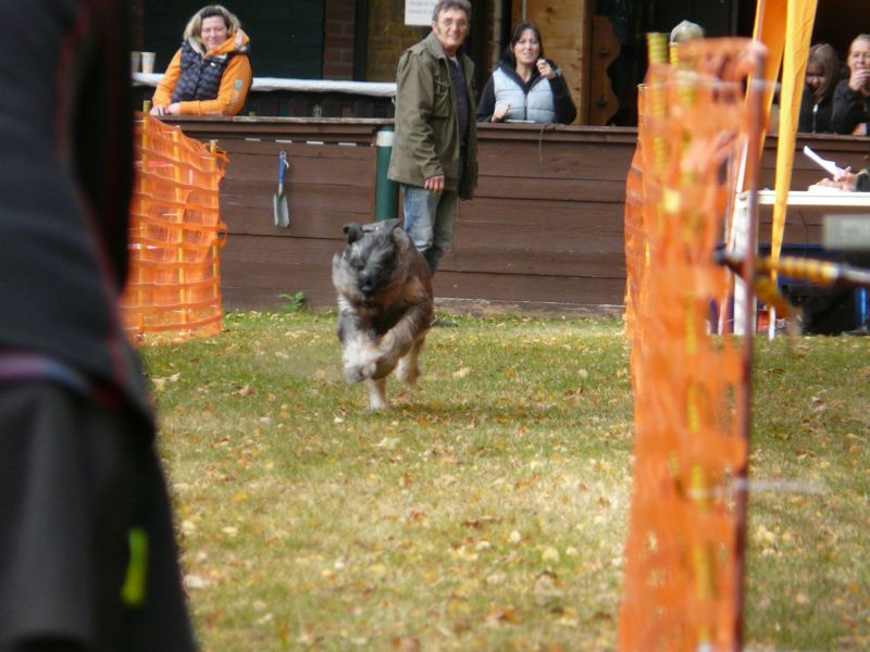 hunderennen 2021