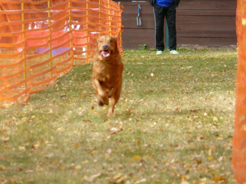 hunderennen 2021