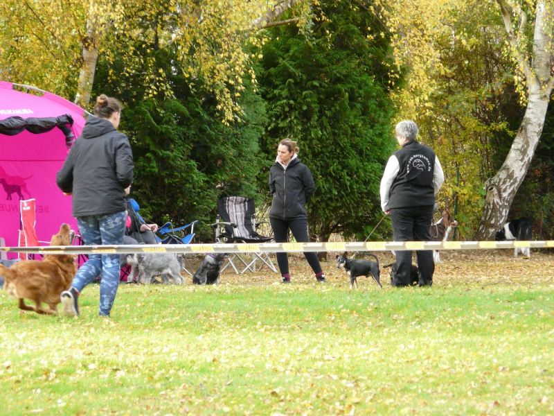 hunderennen 2021