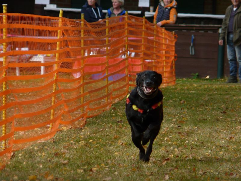hunderennen 2021