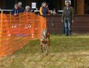 hunderennen 2021