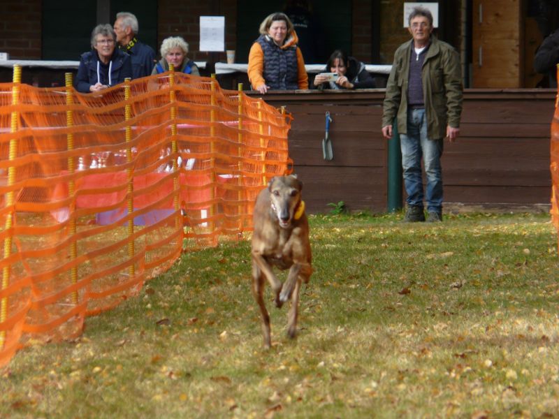 hunderennen 2021