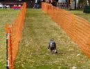 hunderennen 2021