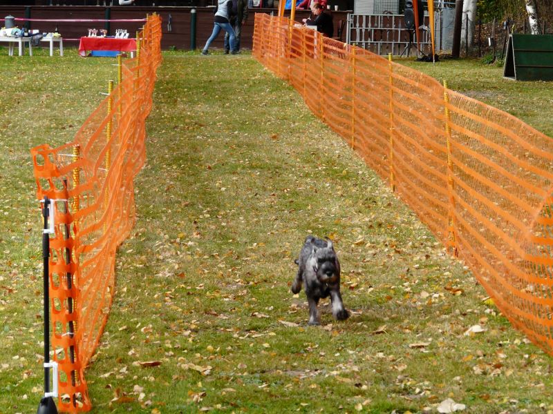 hunderennen 2021