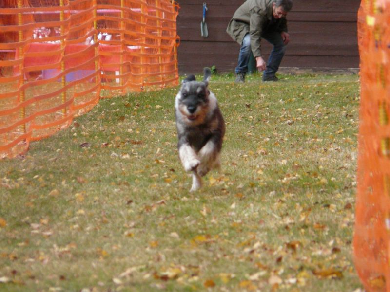 hunderennen 2021
