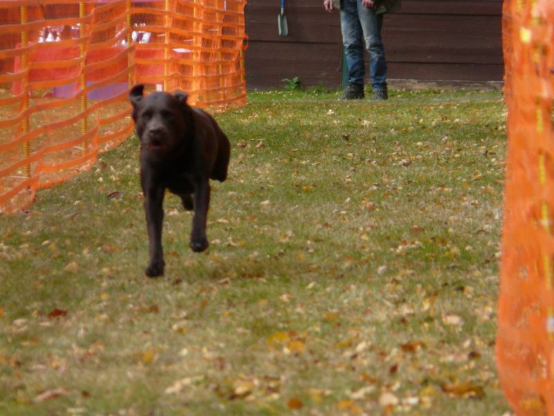 hunderennen 2021