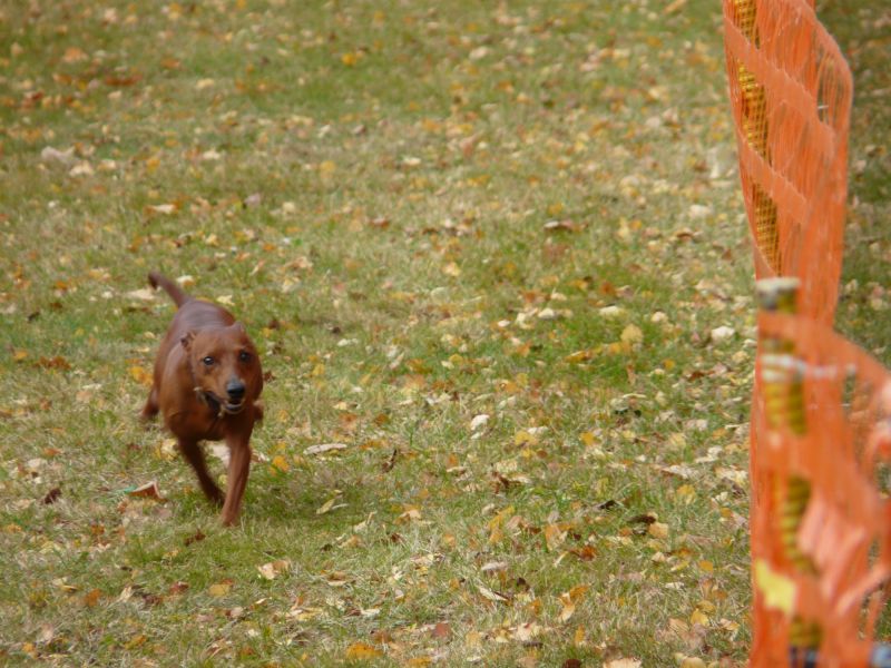 hunderennen 2021