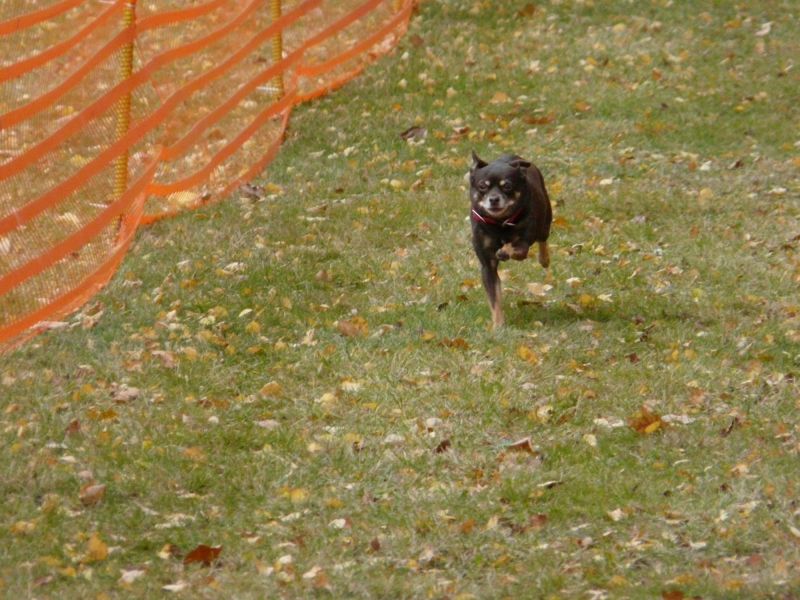 hunderennen 2021