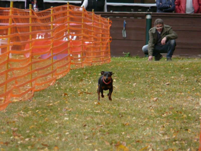 hunderennen 2021