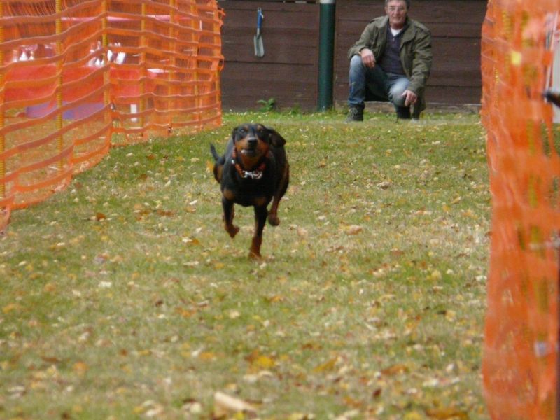 hunderennen 2021