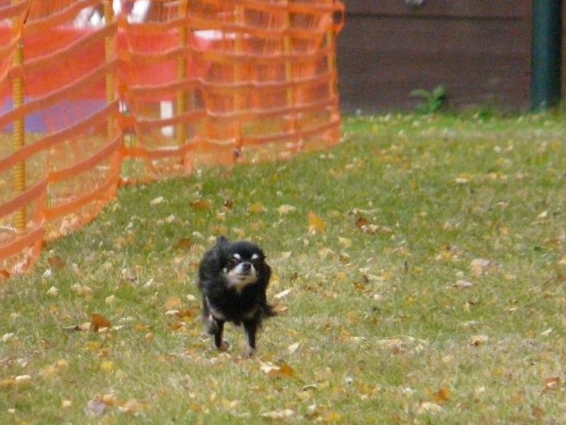hunderennen02196  