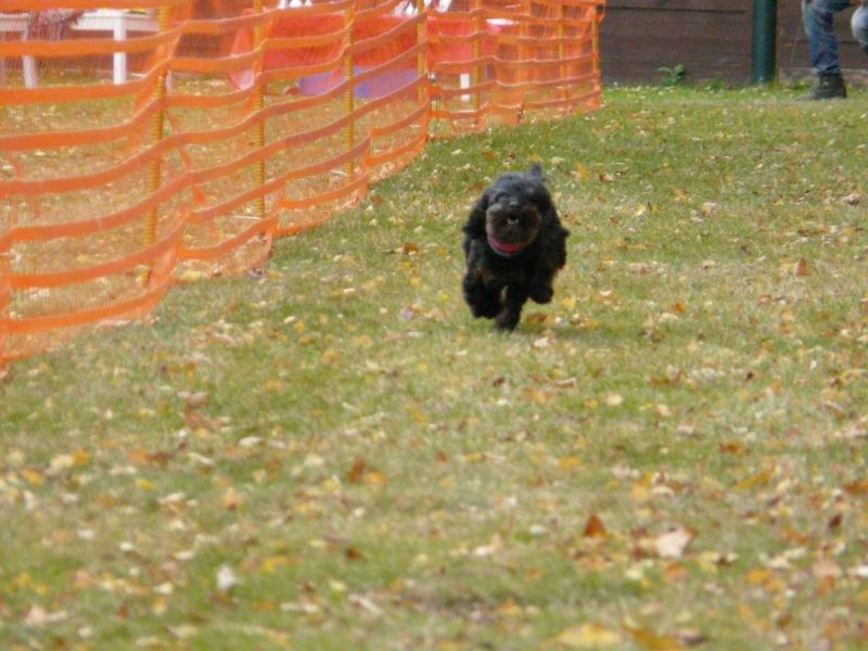 hunderennen 2021