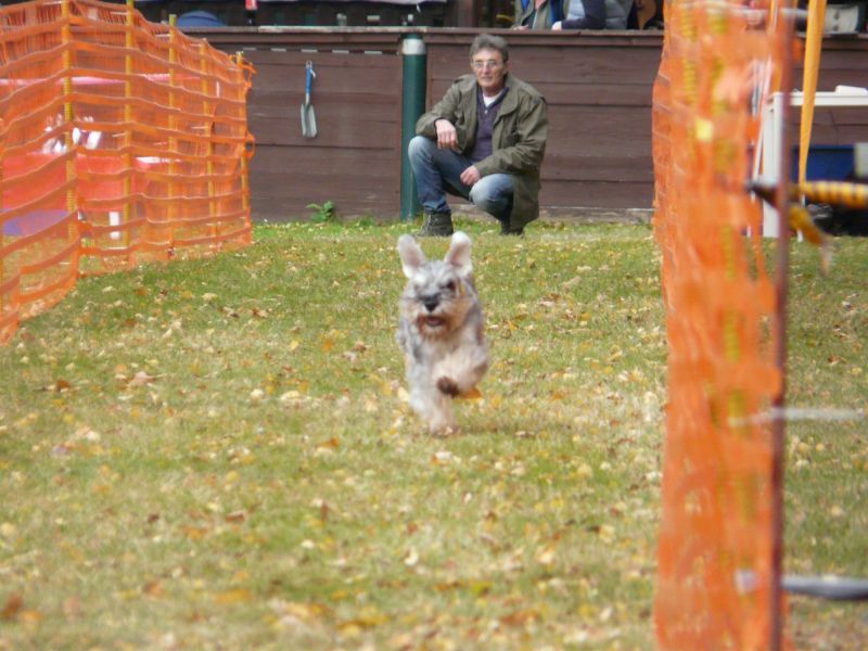 hunderennen 2021