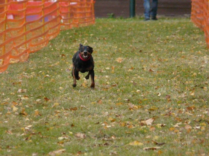 hunderennen 2021