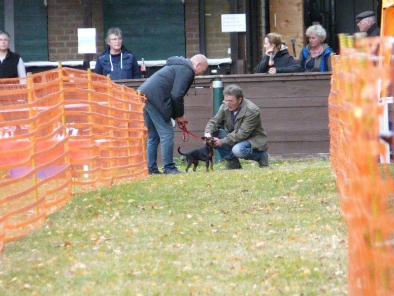 hunderennen 2021