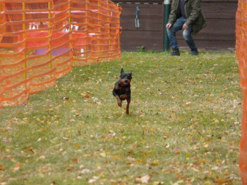 hunderennen 2021
