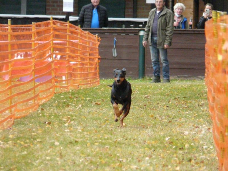 hunderennen 2021