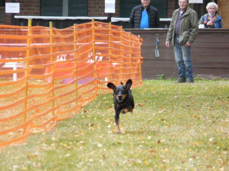 hunderennen 2021