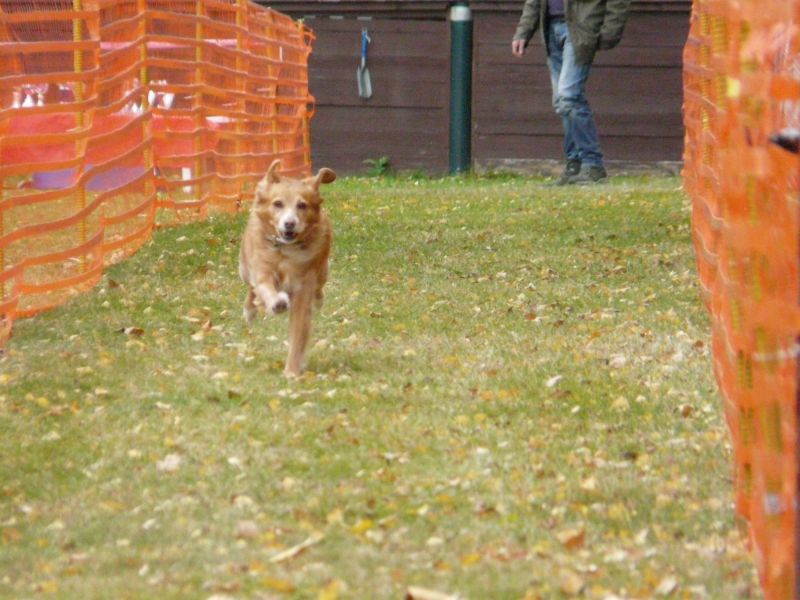 hunderennen 2021