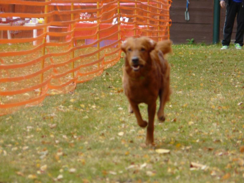 hunderennen 2021