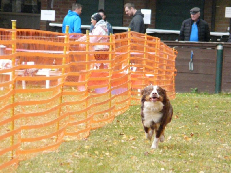 hunderennen 2021