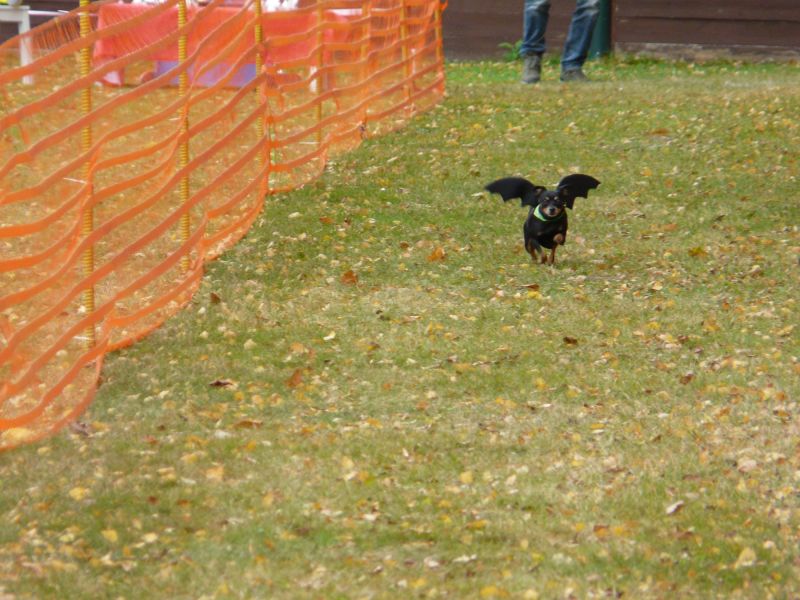 hunderennen 2021