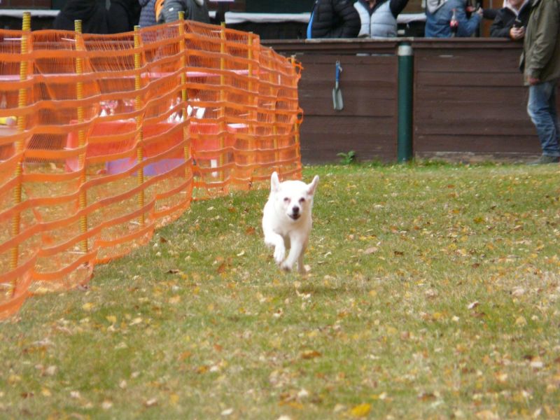 hunderennen 2021