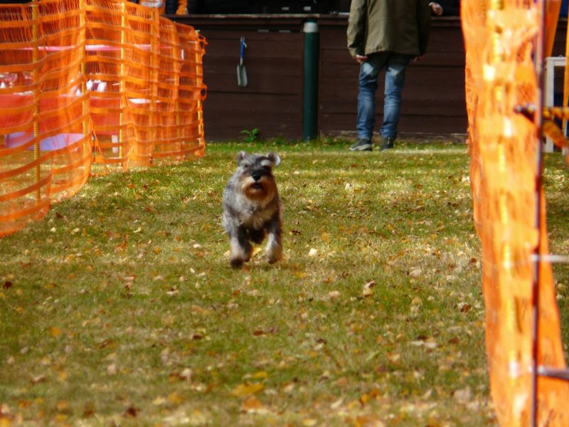 hunderennen 2021