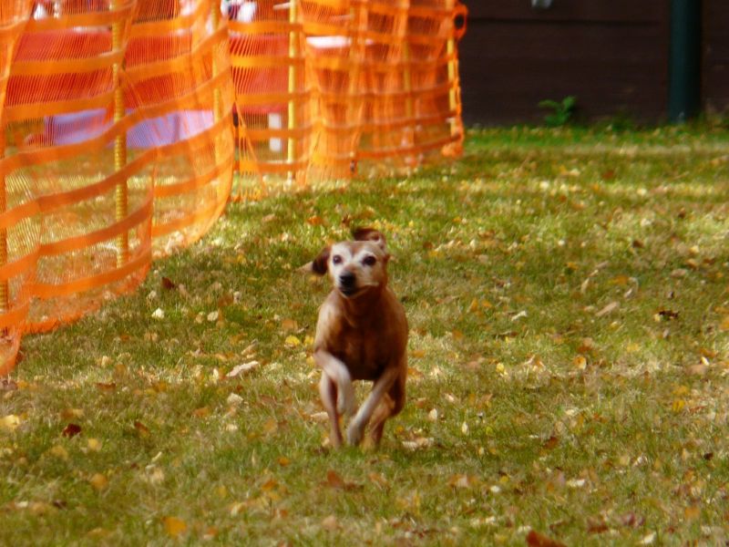 hunderennen021 426  